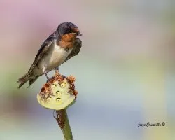 Hirundo rustica