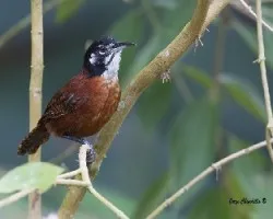 Cantorchilus nigricapillus