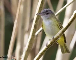 Vireo flavoviridis
