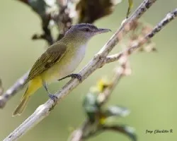Vireo flavoviridis