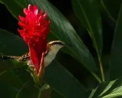 Campylorhynchus rufinucha