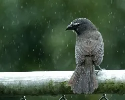 Saltator coerulescens