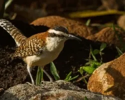 Campylorhynchus rufinucha