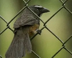 Saltator coerulescens