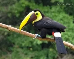 Ramphastos ambiguus