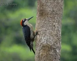Melanerpes pucherani