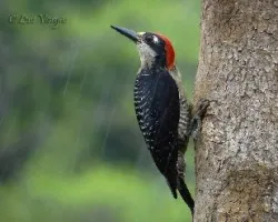 Melanerpes pucherani