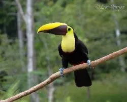Ramphastos ambiguus