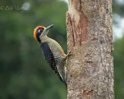 Melanerpes pucherani
