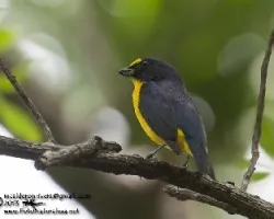 Euphonia hirundinacea