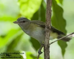 Vireo flavoviridis