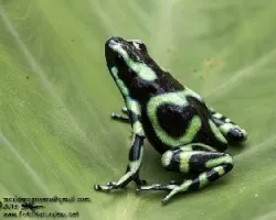 Dendrobates auratus