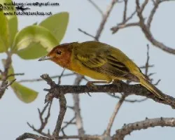 Setophaga petechia erithachorides