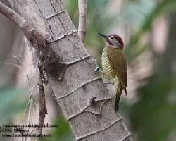 Colaptes rubiginosus