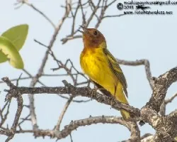 Setophaga petechia erithachorides