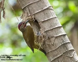 Colaptes rubiginosus