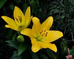 El lirio amarillo que faltaba