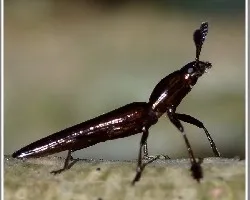 Insecto no identificado