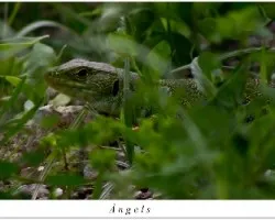 Lagarto