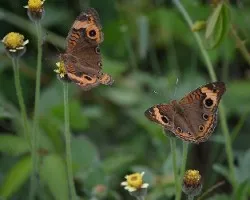 Junonia evarete evarete