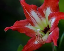 Hippeastrum  sp