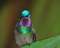 Lampornis calolaemus