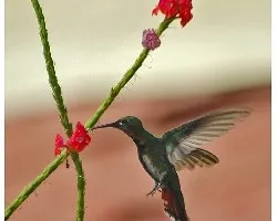 Anthracothorax prevostii