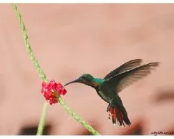 Anthracothorax prevostii