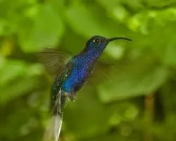 Campylopterus hemileucurus