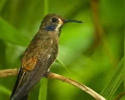 Colibri delphinae