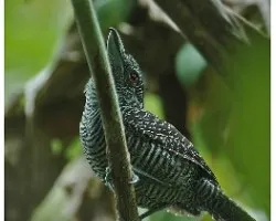 Cymbilaimus lineatus