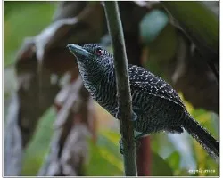 Cymbilaimus lineatus