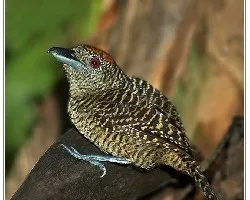 Cymbilaimus lineatus