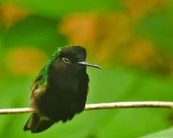 Eupherusa nigriventris