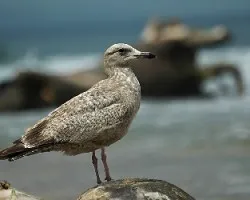 Larus argentatus