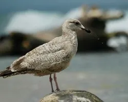 Larus argentatus