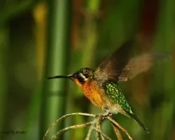 Lampornis calolaemus