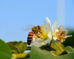 Abeja en flor