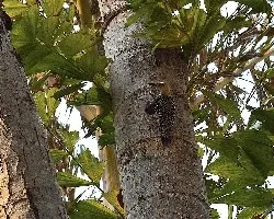 Melanerpes hoffmannii