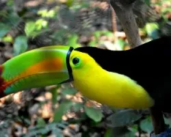 Ramphastos sulfuratus