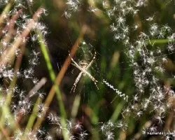 Argiope argentata