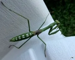 Mantis