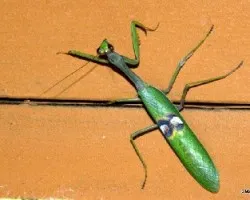 Mantis