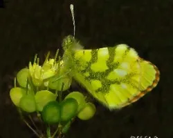 Anthocharis cardamines