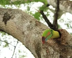 Ramphastos sulfuratus