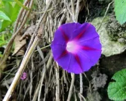 Ipomoea purpurea