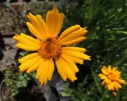 Cosmos sulphureus