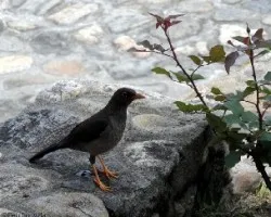 Turdus fuscater
