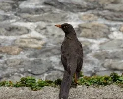 Turdus fuscater