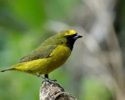 Euphonia luteicapilla